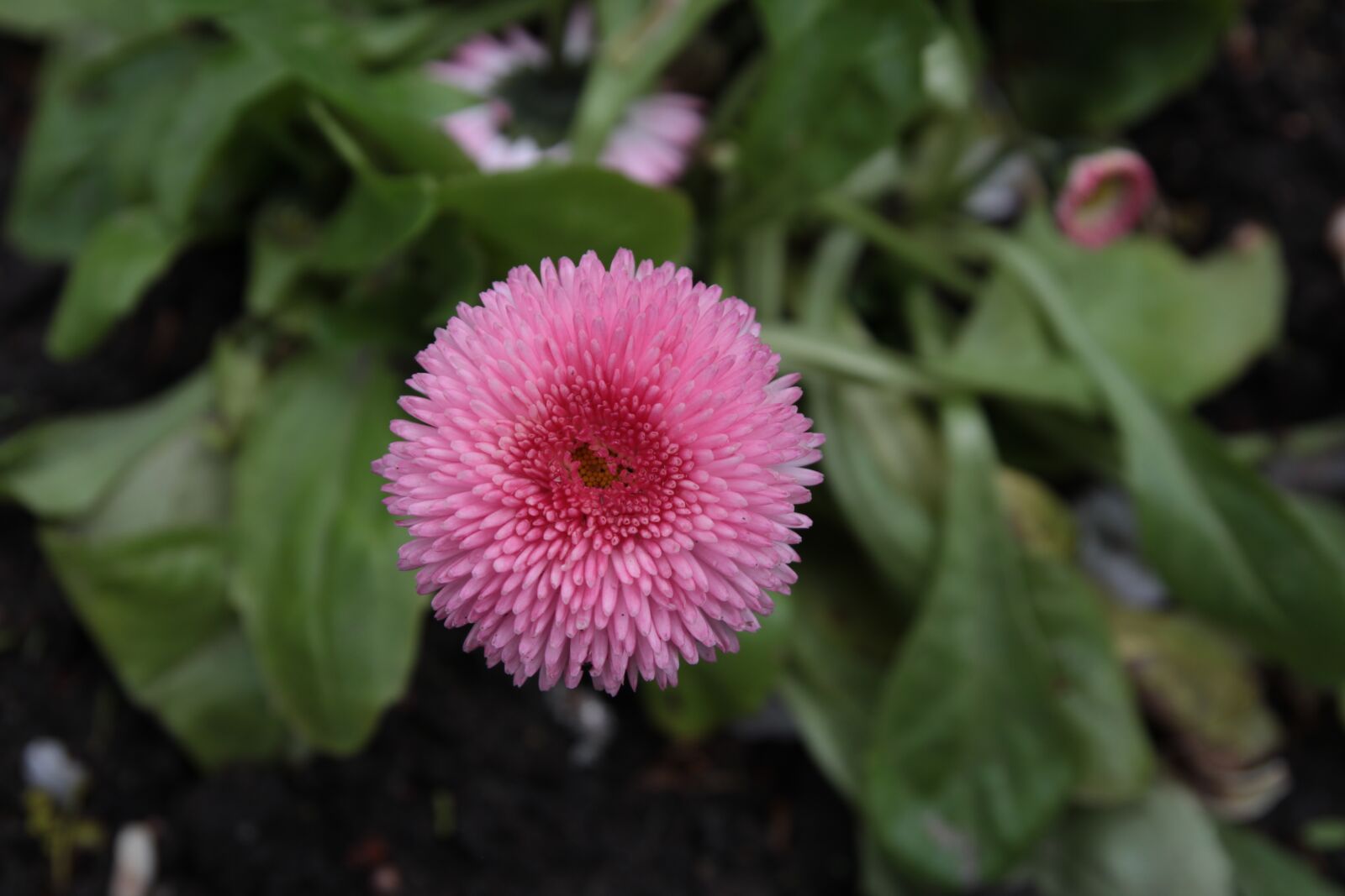 Canon EOS 60D sample photo. Nature, flora, flower photography