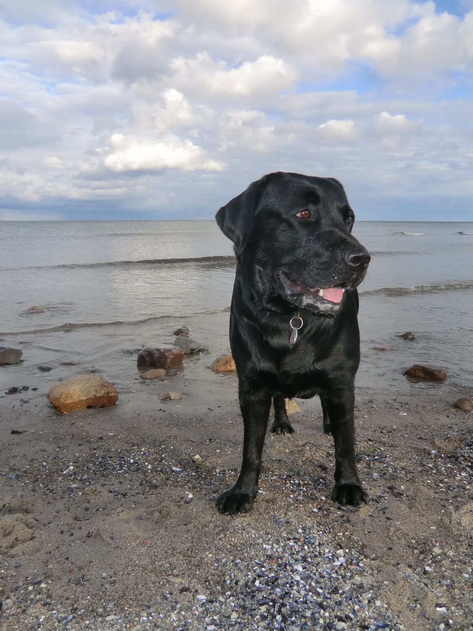 CASIO EX-H15 sample photo. Labrador, dog, pet photography