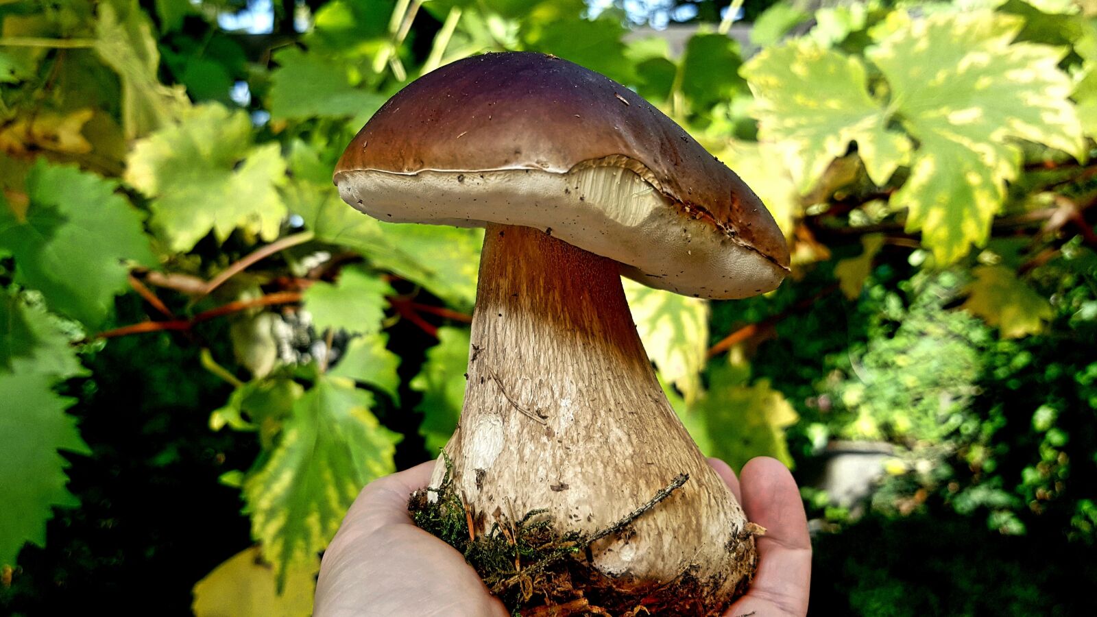 Samsung Galaxy S7 sample photo. Mushroom, cep, autumn photography