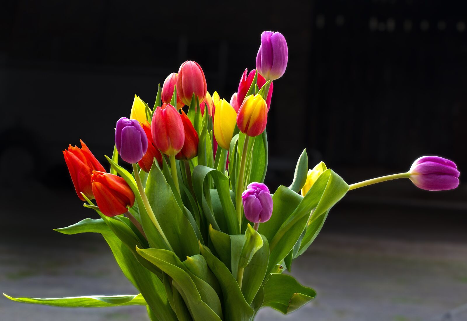 Canon EF 100mm F2.8L Macro IS USM sample photo. Tulips, flowers, cut flowers photography