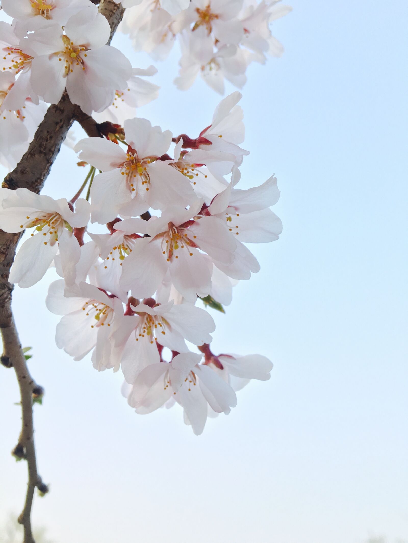 Apple iPhone 6s sample photo. Spring, cherry blossom, flowers photography