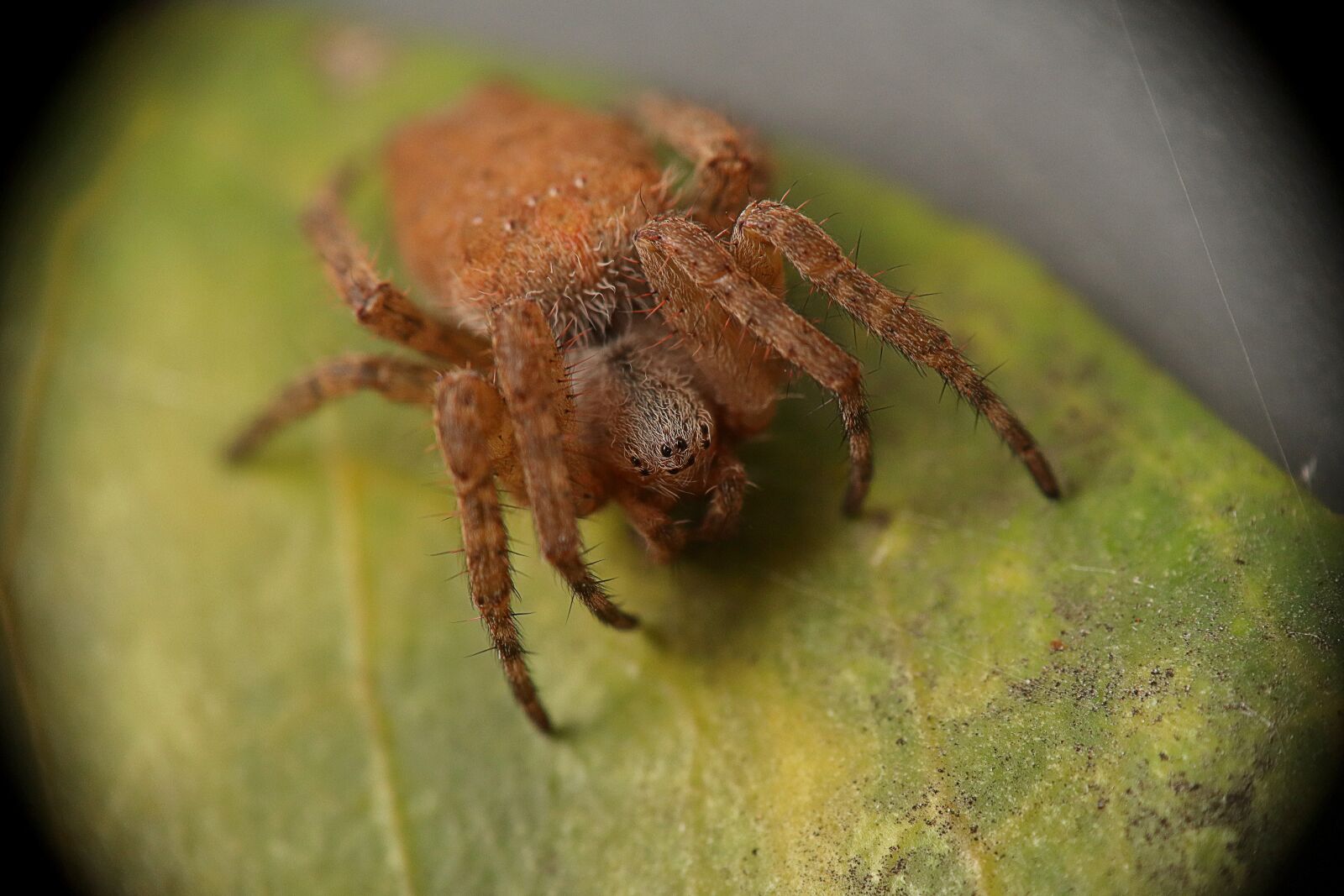 Canon EOS M50 (EOS Kiss M) sample photo. Arachnid, spider, nature photography