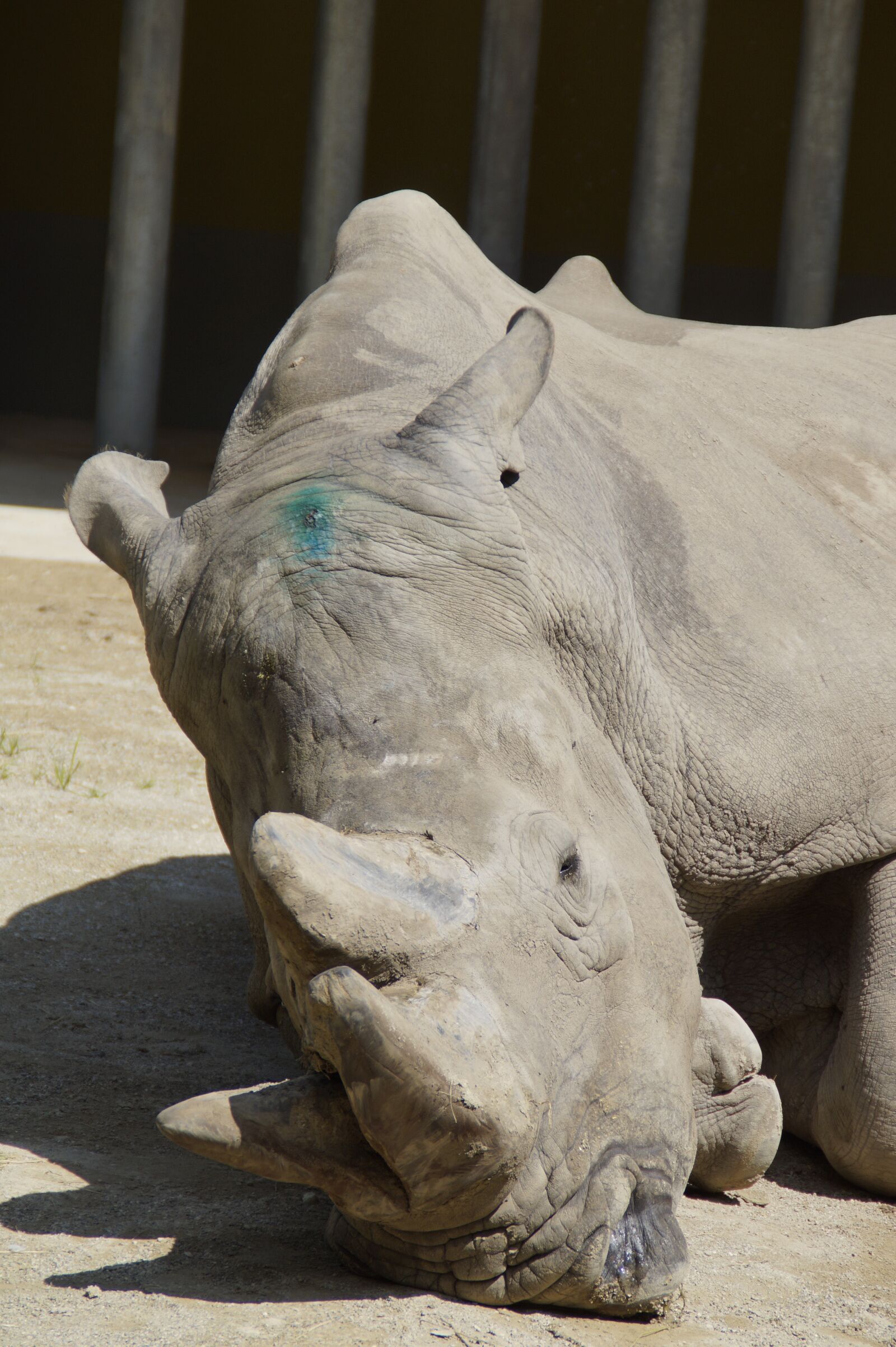 Sony SLT-A58 sample photo. Rhino, concerns, horns photography