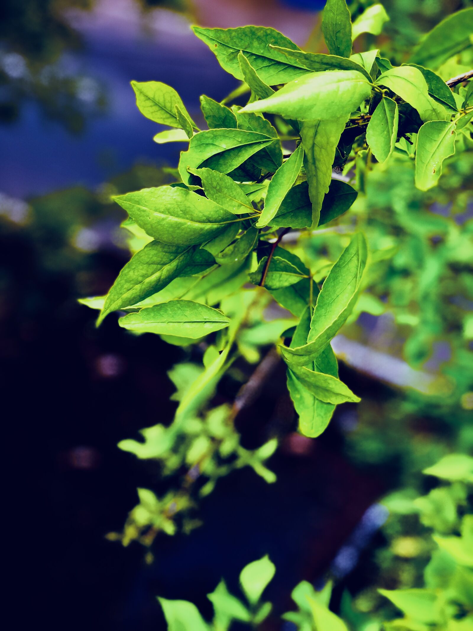 iPhone X back dual camera 6mm f/2.4 sample photo. Leaf, portrait, leaves photography