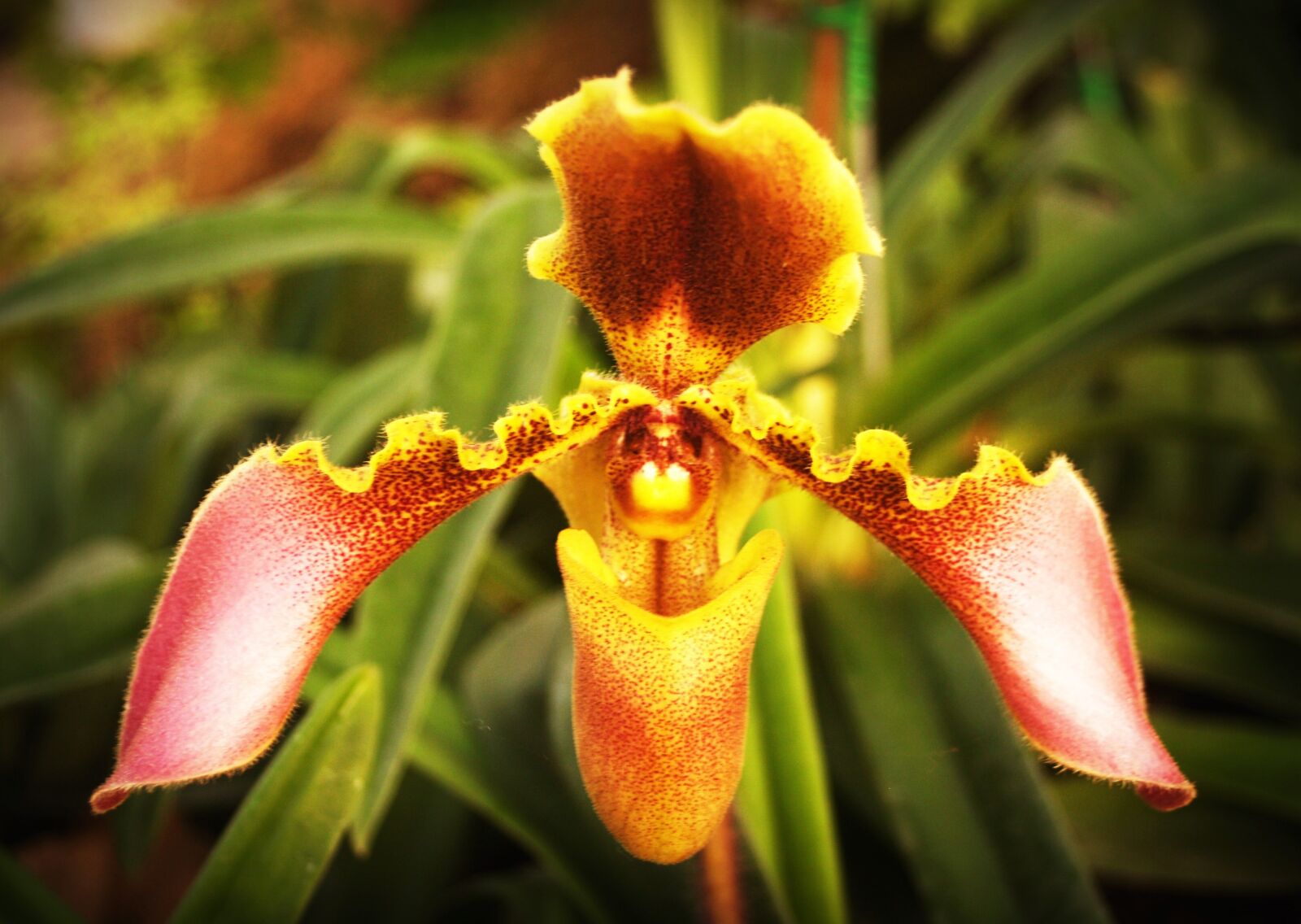Olympus E-300 (EVOLT E-300) sample photo. Flower, orchid, tropical photography
