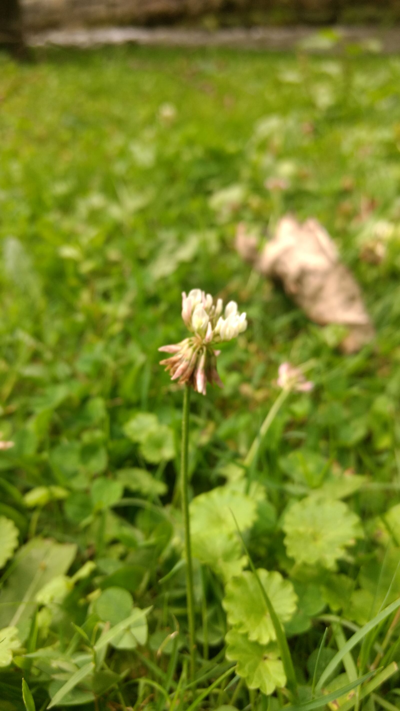 Motorola Moto G (4) sample photo