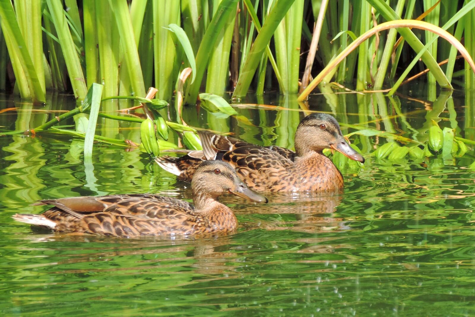Nikon Coolpix P520 sample photo. Duck, nature, animal world photography