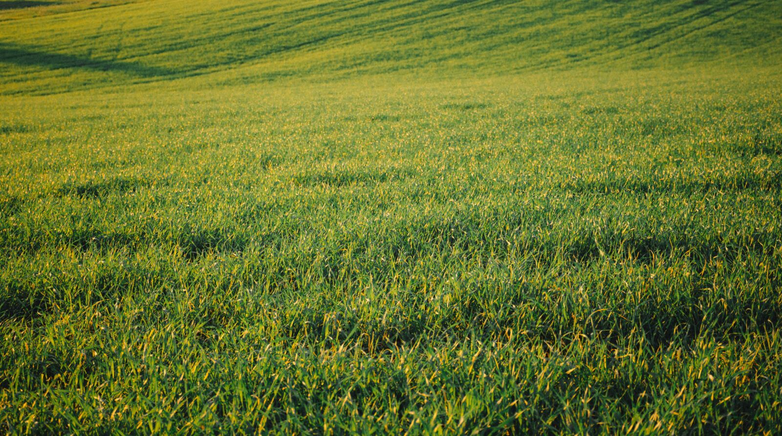 Nikon D7200 sample photo. Green, grass, landscape photography