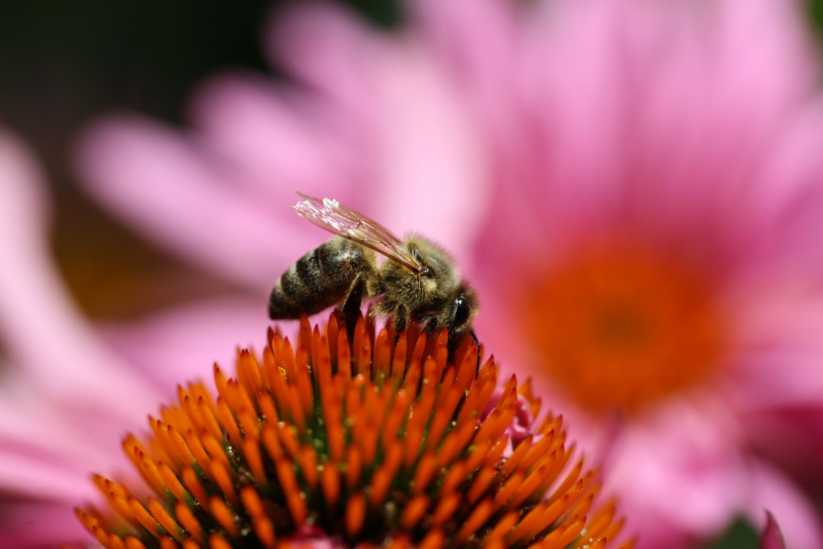 Canon EF 100mm F2.8L Macro IS USM sample photo. Insect, flower, bee photography