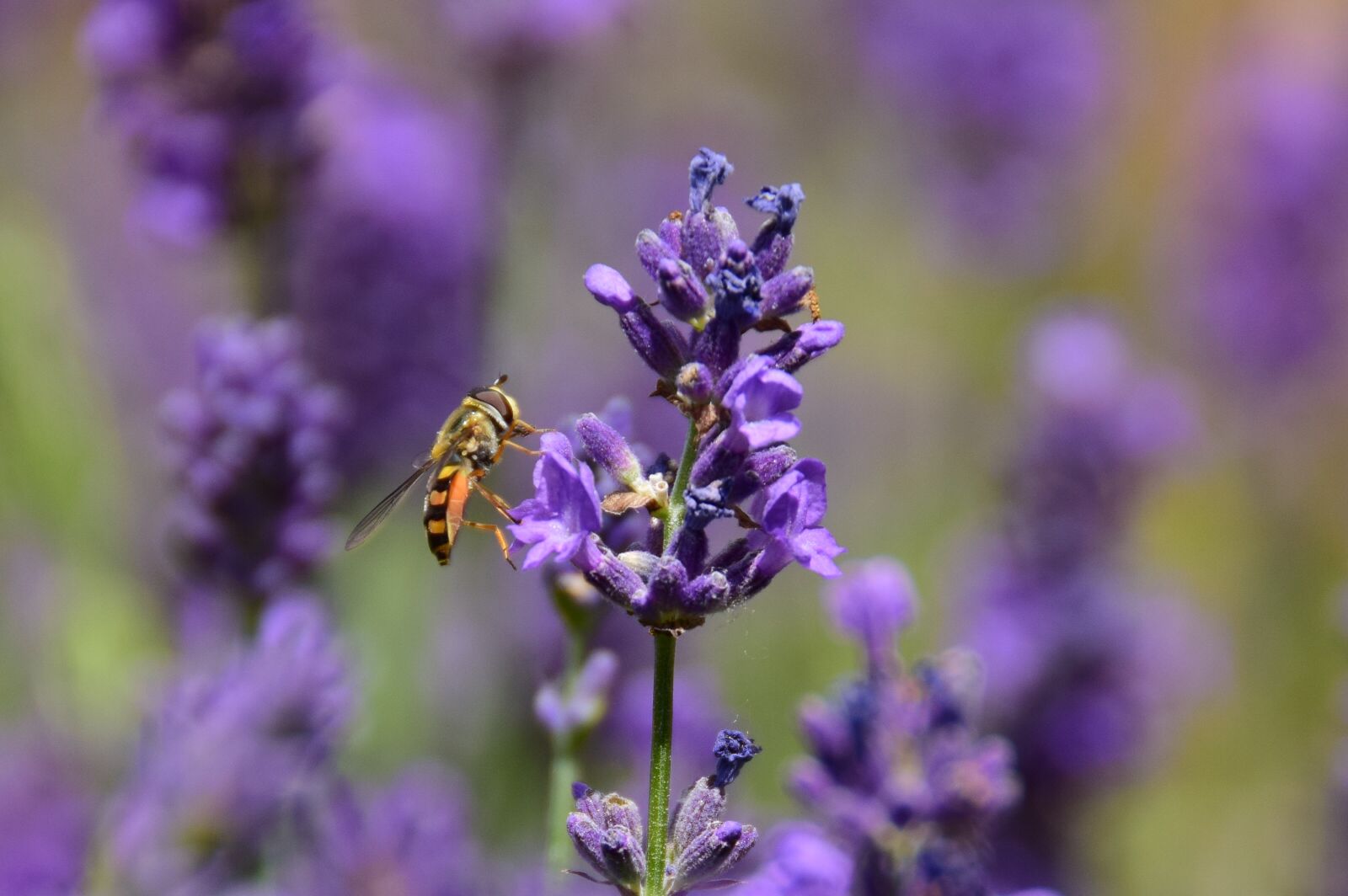 Nikon D5300 sample photo. Bee, flower, lavender photography