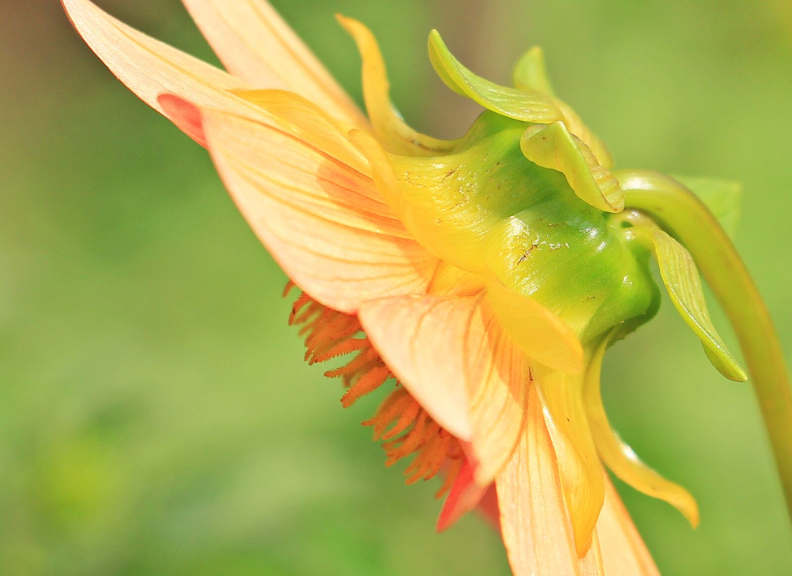 Canon EOS 550D (EOS Rebel T2i / EOS Kiss X4) sample photo. Dahlia, side view, georgine photography