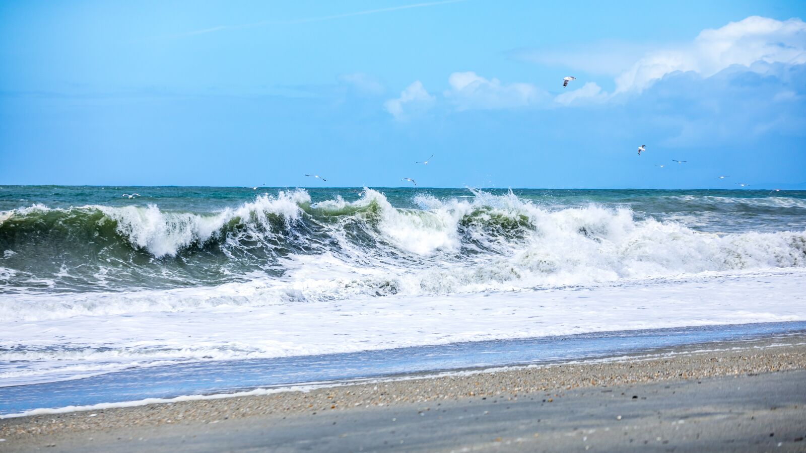 Canon EOS 5D Mark IV sample photo. Birds, swarm, seagulls photography