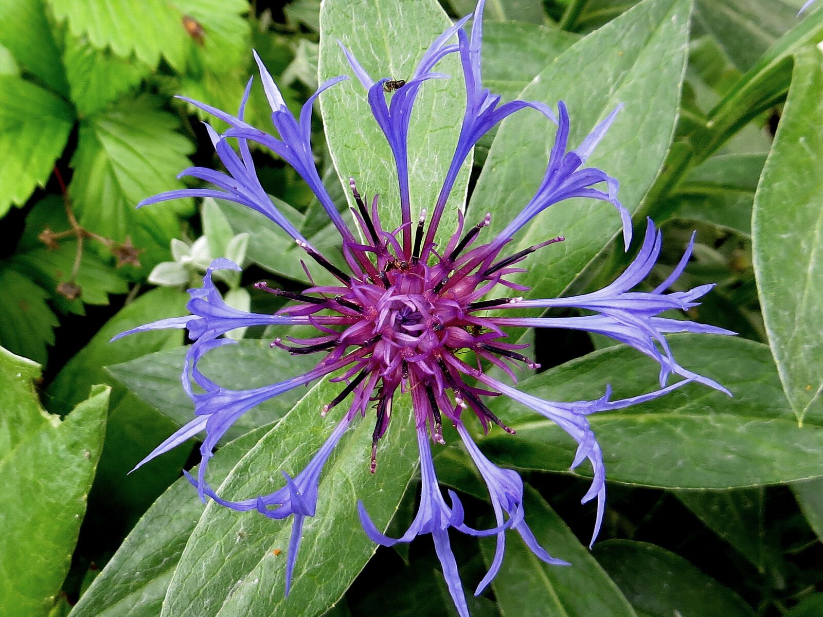Canon PowerShot SX260 HS sample photo. Nature, plant, summer photography