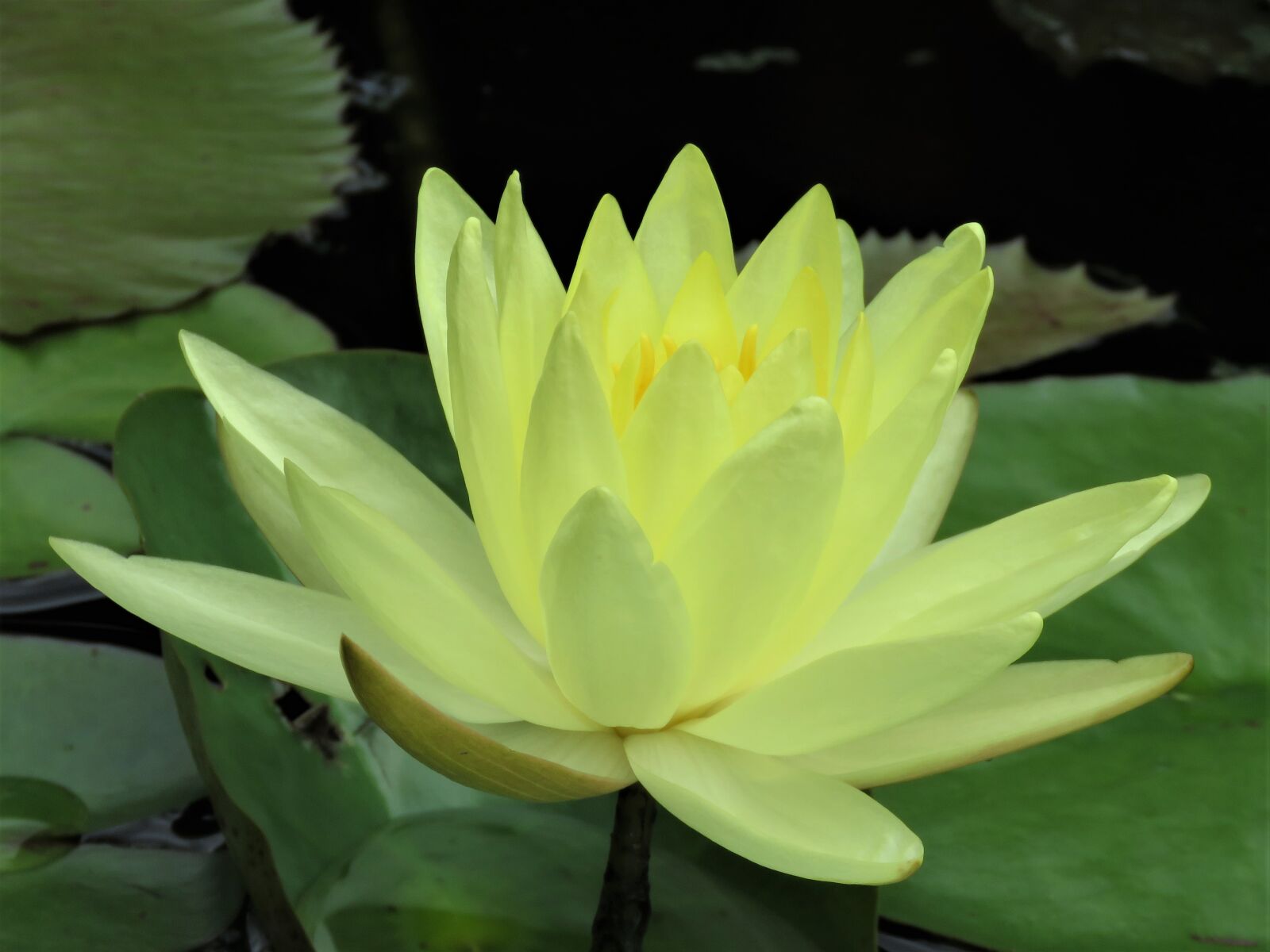 Canon PowerShot SX60 HS sample photo. Lotus, lotus flower, pond photography