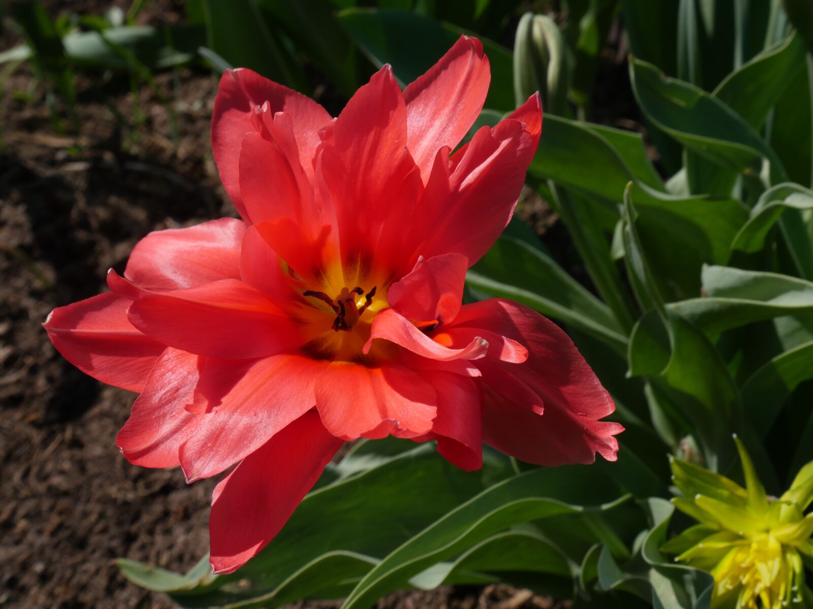 Panasonic Lumix DMC-GX8 sample photo. Tulip, pink tulip, double photography