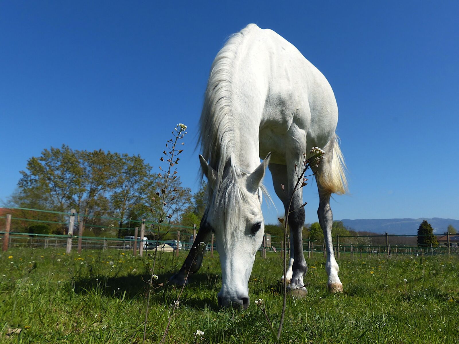 Panasonic Lumix DMC-FZ200 sample photo. Thoroughbred, arabic, white photography