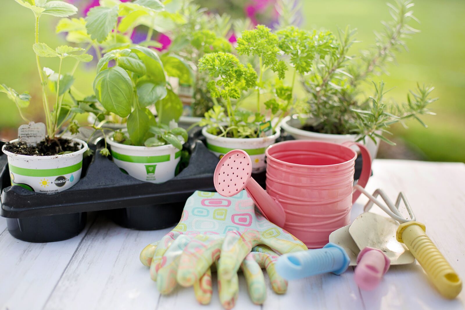 Canon EF 50mm F1.4 USM sample photo. Planting, spring, herbs photography