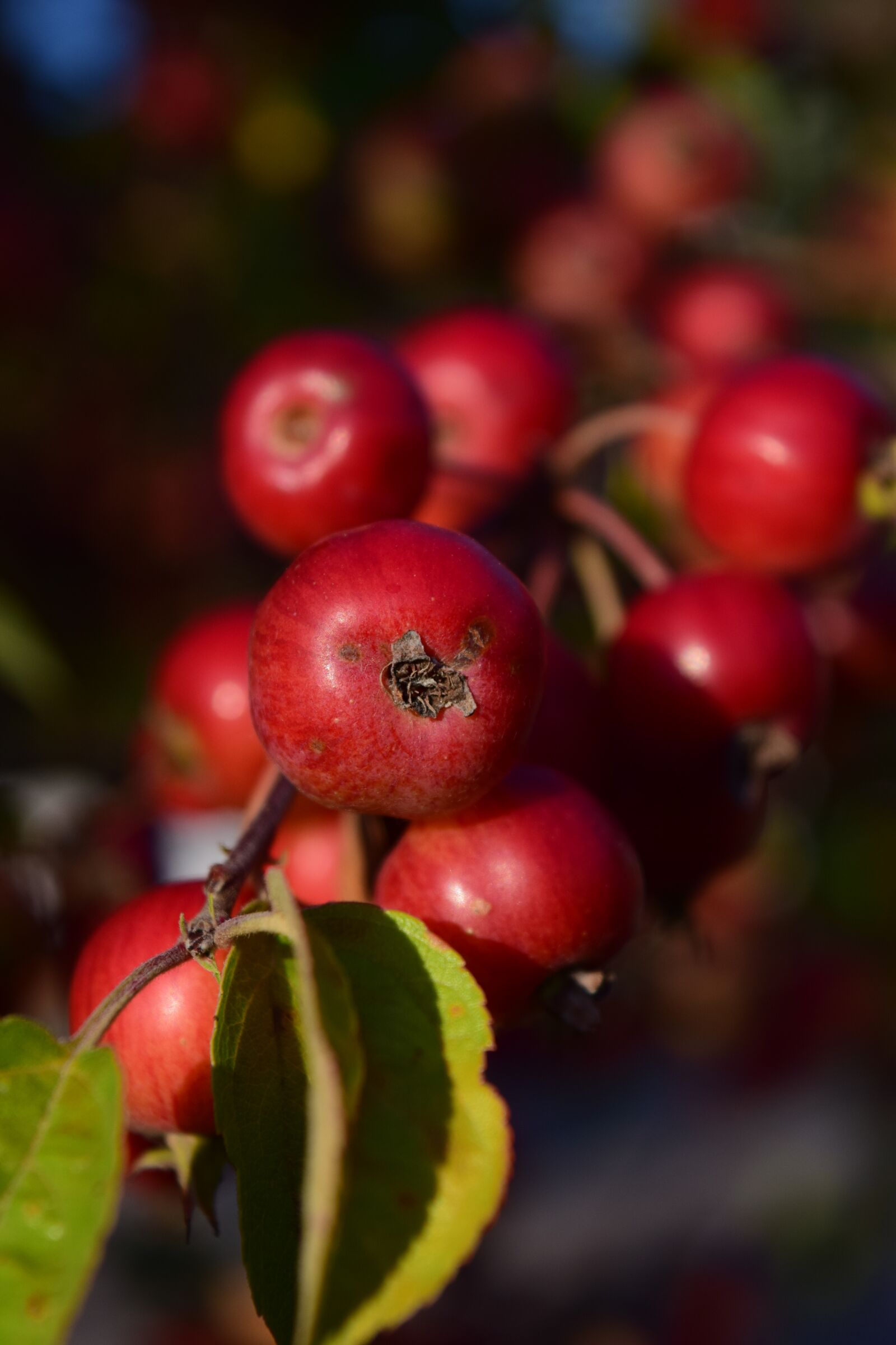 Nikon D3300 sample photo. Zieraepfel, apple, fruits photography