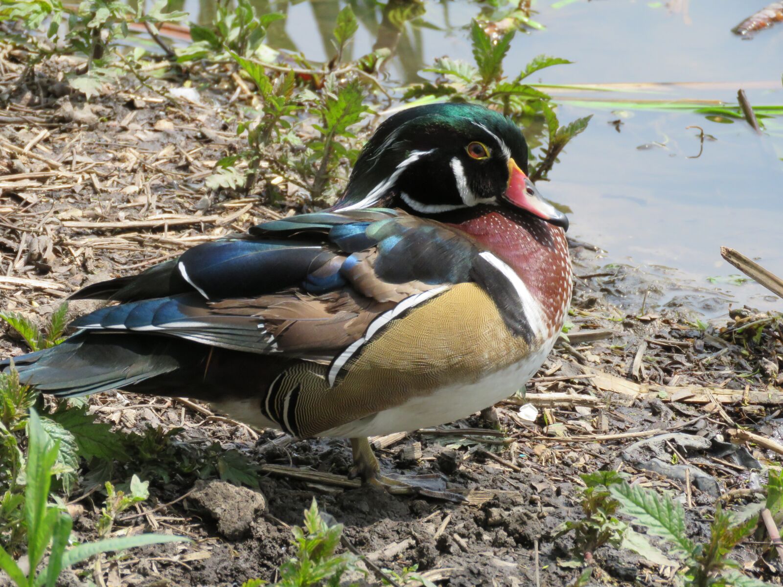 Canon PowerShot SX60 HS sample photo. Nature, bird, wildlife photography