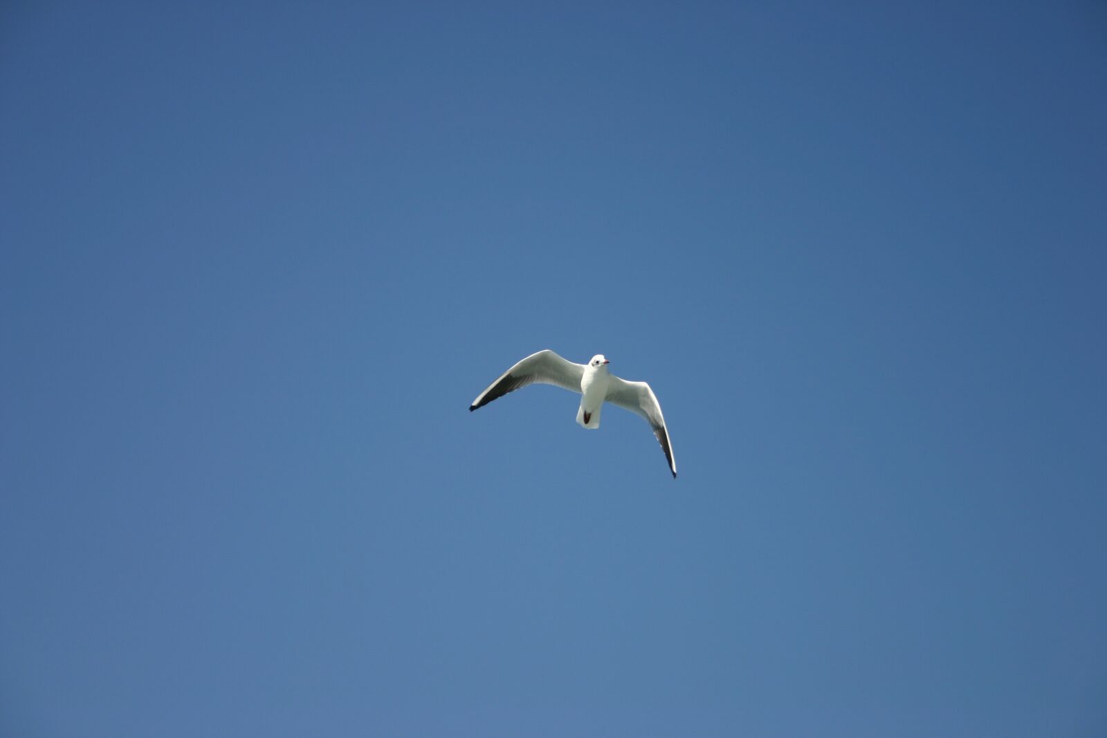 Canon EOS 300D (EOS Digital Rebel / EOS Kiss Digital) sample photo. Animal, bird, seagull photography