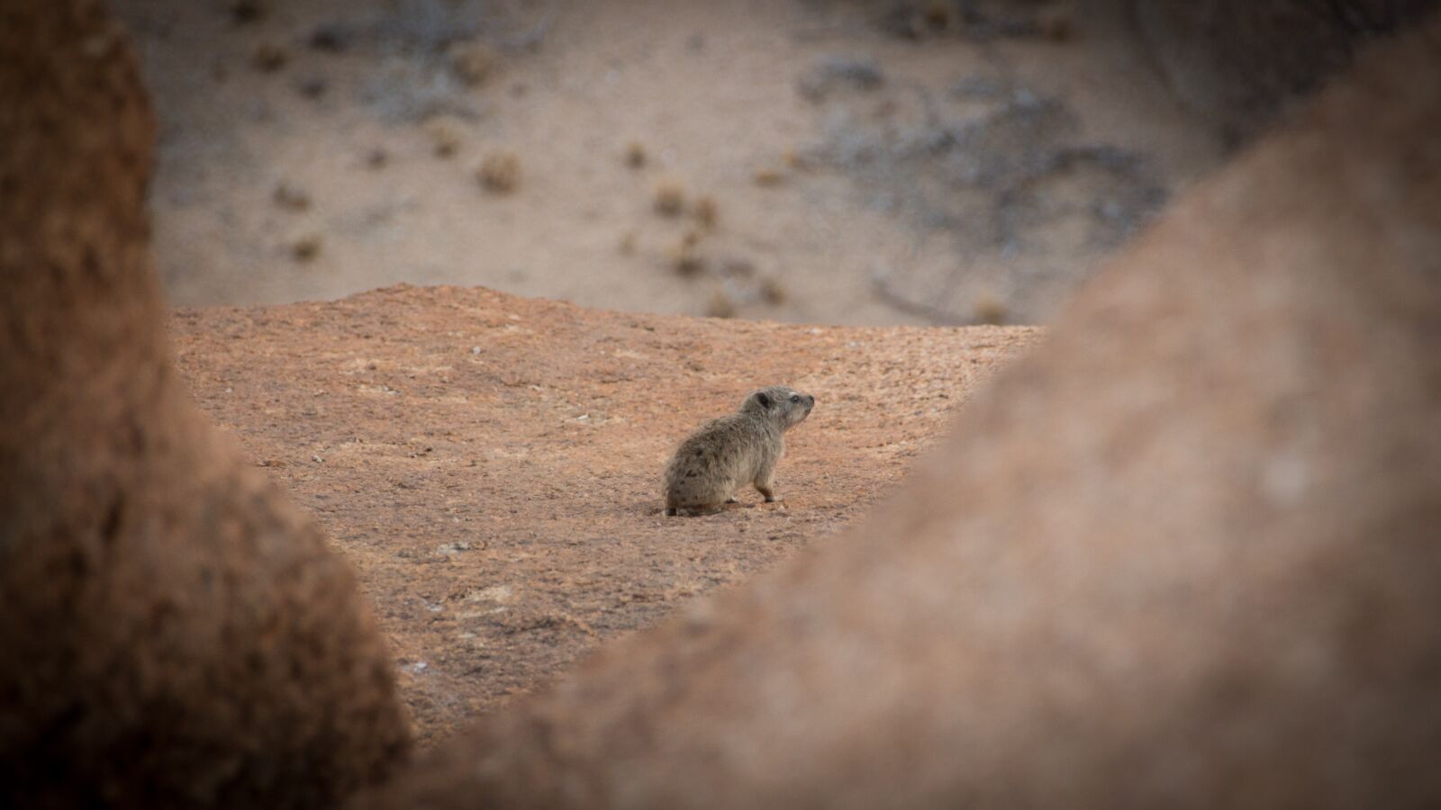 Canon EOS 650D (EOS Rebel T4i / EOS Kiss X6i) sample photo. Namibia, wildlife, africa photography