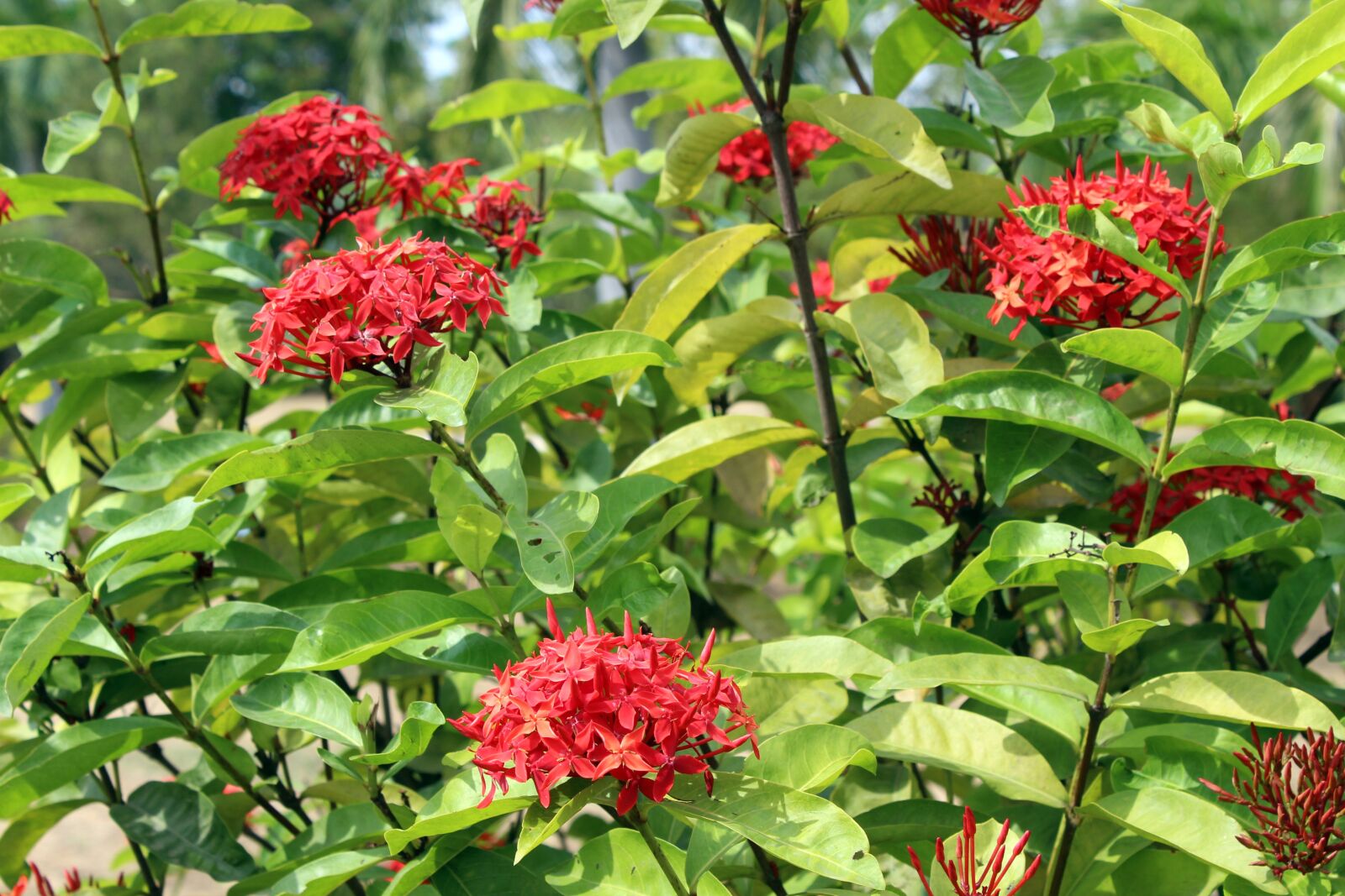 Canon EOS 700D (EOS Rebel T5i / EOS Kiss X7i) sample photo. Red flowers, green leaves photography