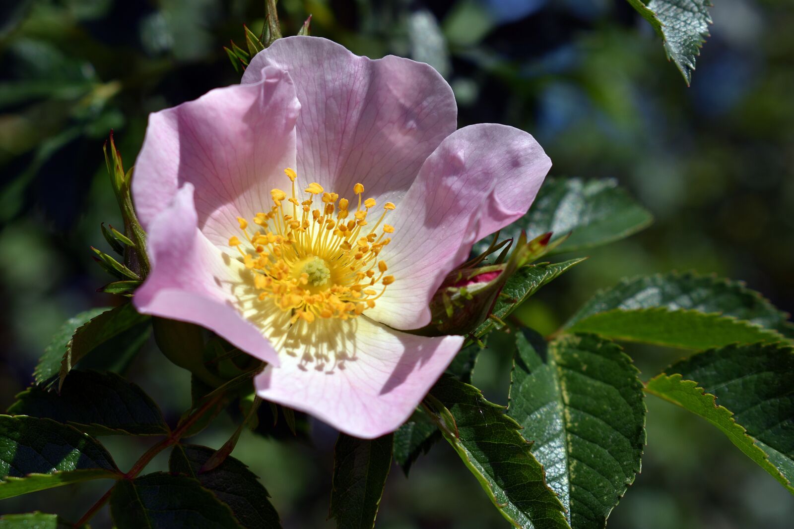 Nikon D3400 sample photo. Flower, flowers, spring photography