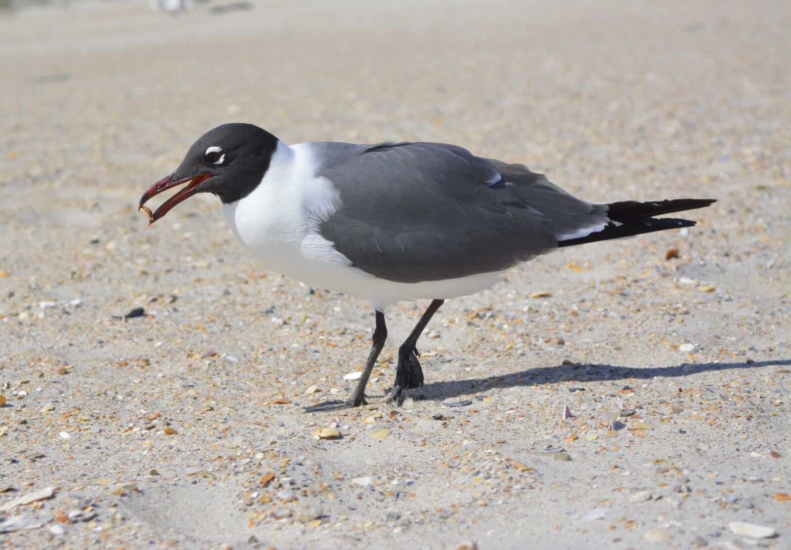 Nikon D5200 sample photo. Seagull, laughing gull, crystal photography