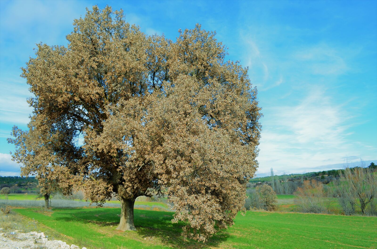 Nikon D5100 sample photo. Chan, tree, grass photography