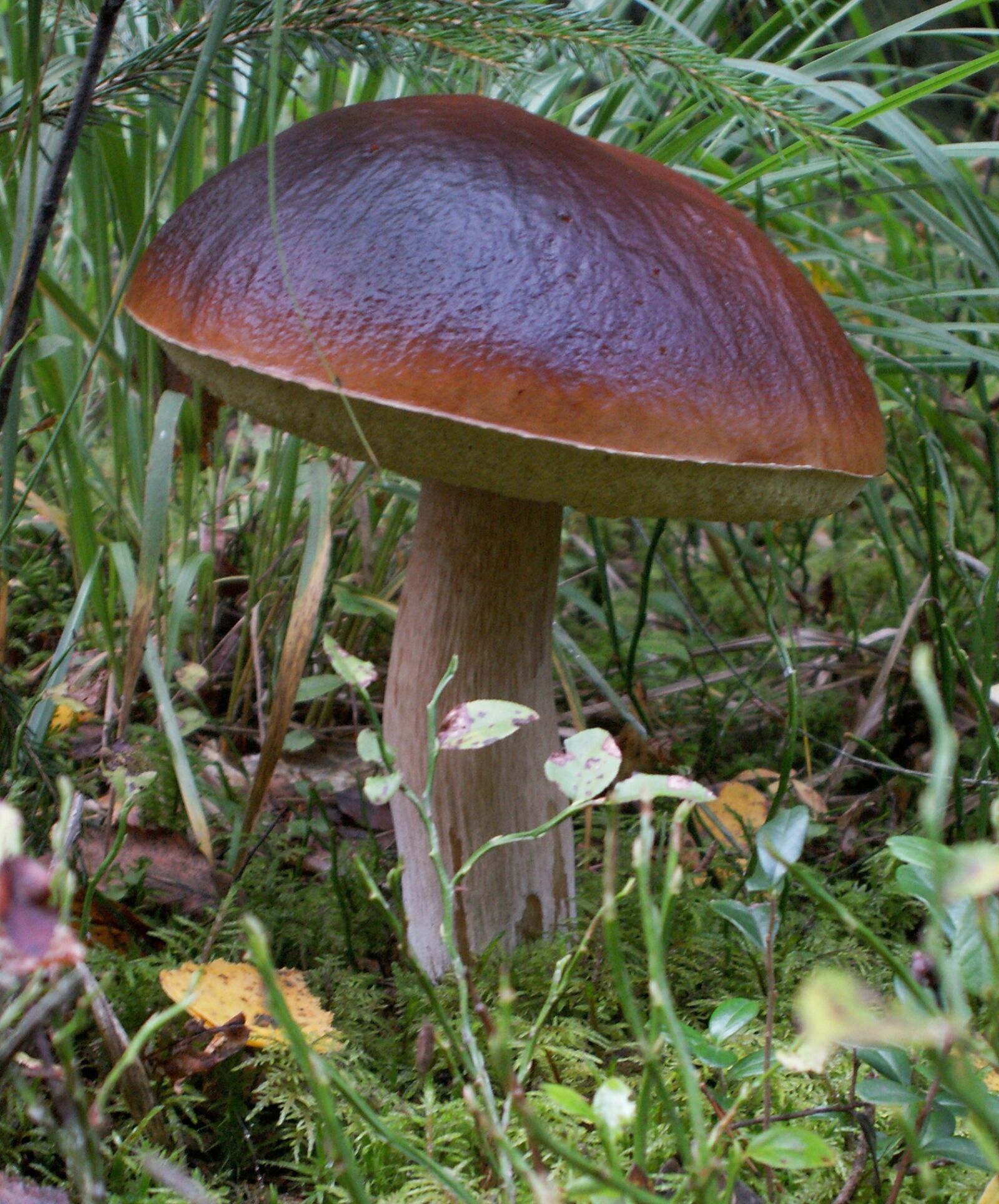 KONICA MINOLTA DiMAGE Z5 sample photo. Mushrooms, mushroom, boletus photography