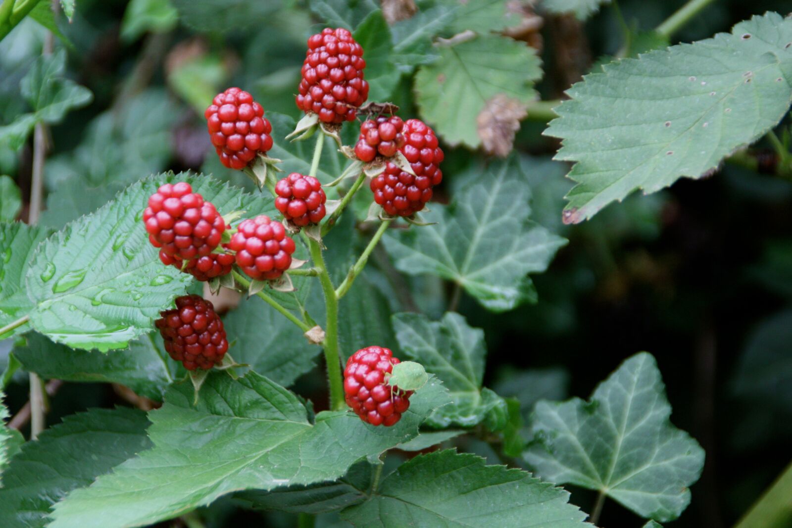 Canon EOS 450D (EOS Rebel XSi / EOS Kiss X2) sample photo. Nature, food, fruit photography