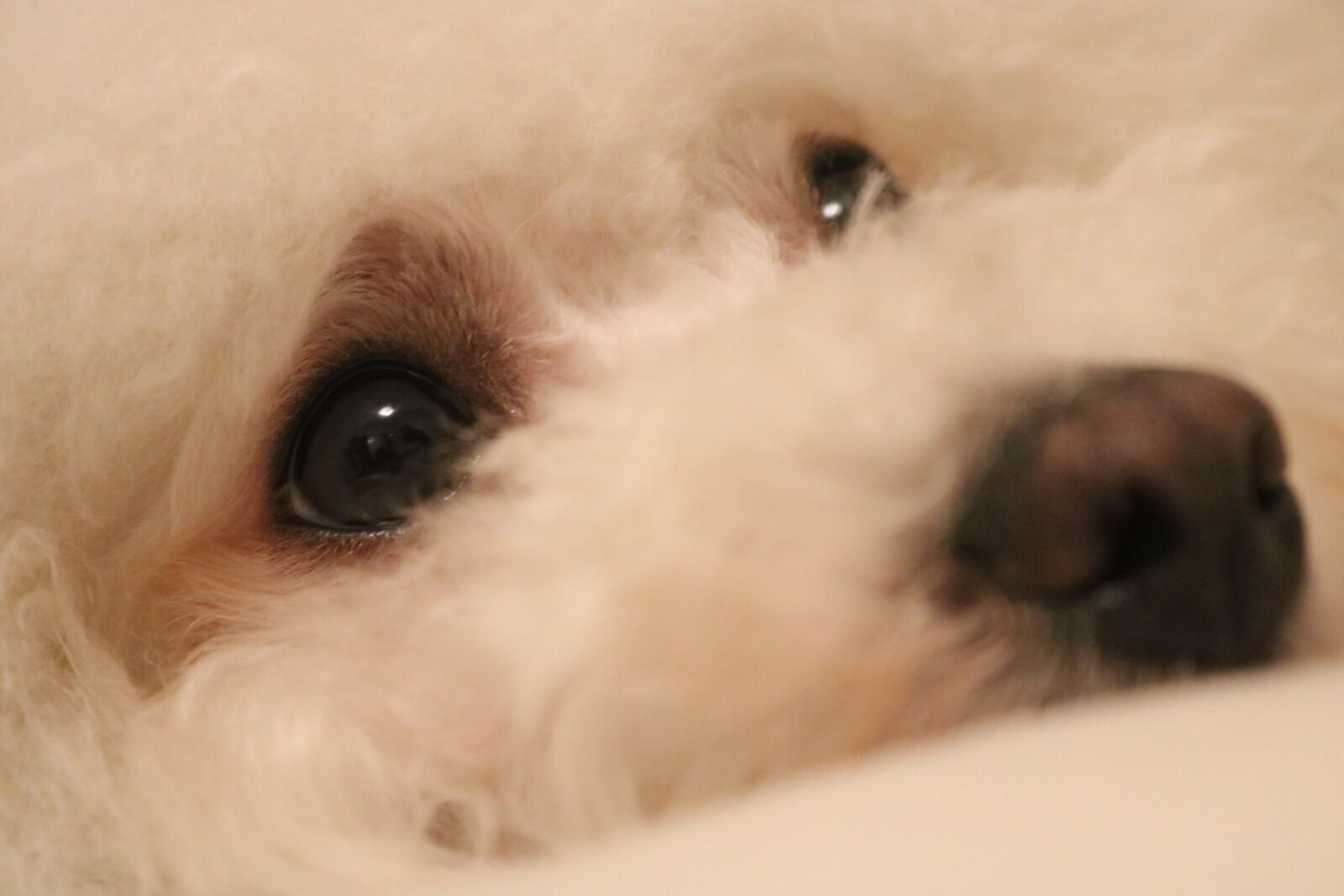 Canon EOS 750D (EOS Rebel T6i / EOS Kiss X8i) sample photo. Dog, white, puppy photography