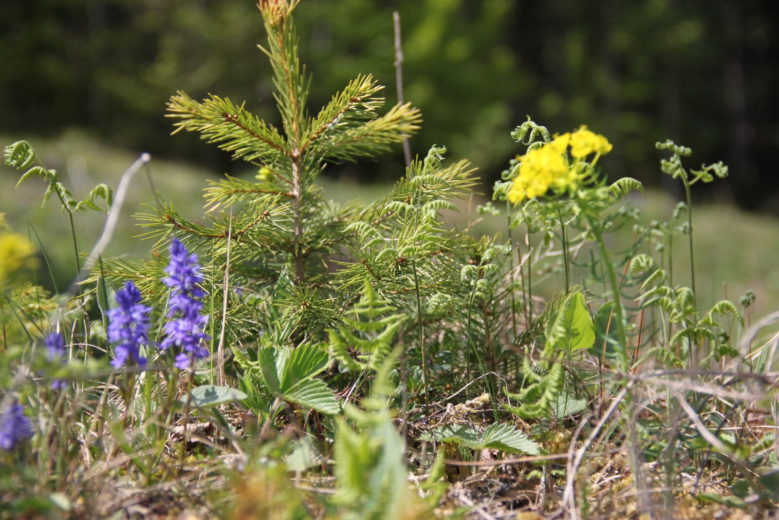 Canon EOS 500D (EOS Rebel T1i / EOS Kiss X3) sample photo. Slovakia, nature photography