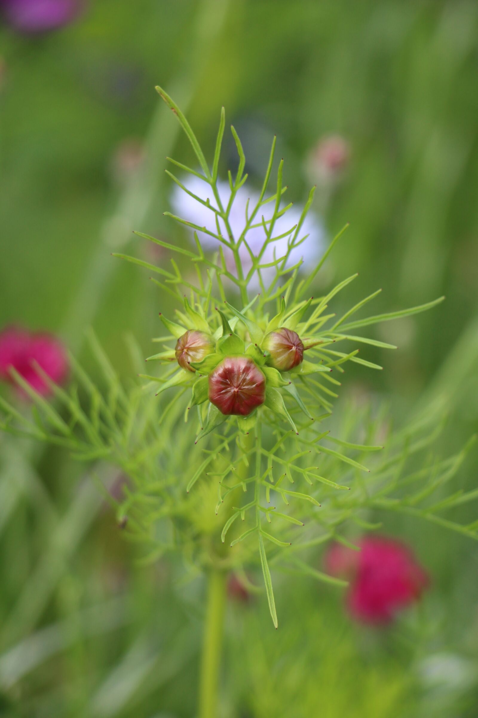 Canon EOS 700D (EOS Rebel T5i / EOS Kiss X7i) sample photo. Flower, blossom, bloom photography