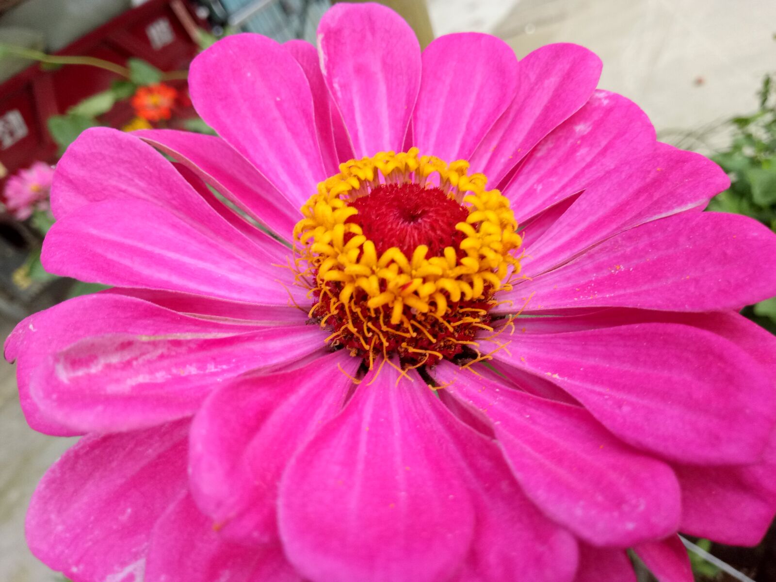 OPPO R9k sample photo. Flowers, summer, pistil photography