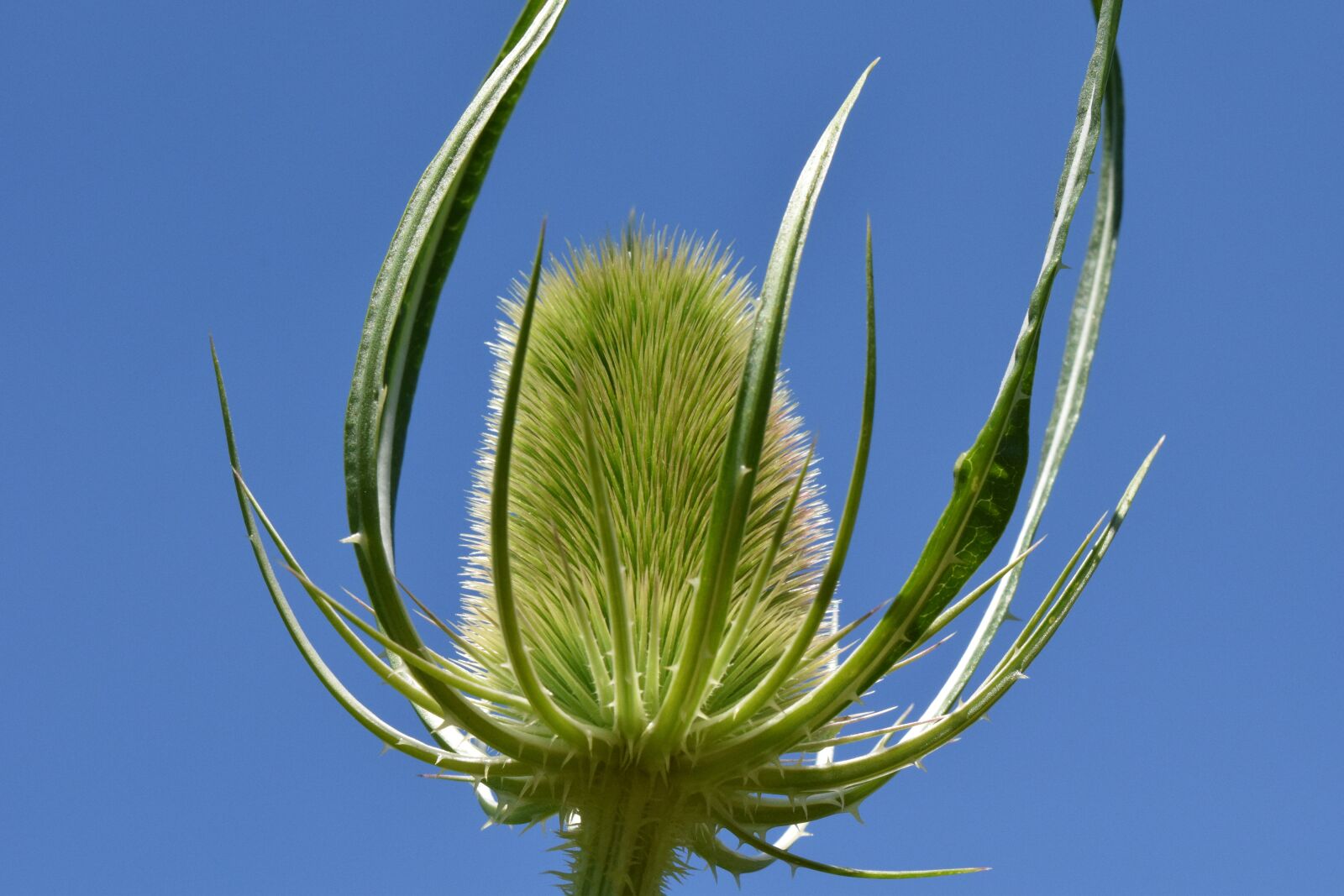 Nikon D3300 sample photo. Wild teasel, dipsacus fullonum photography