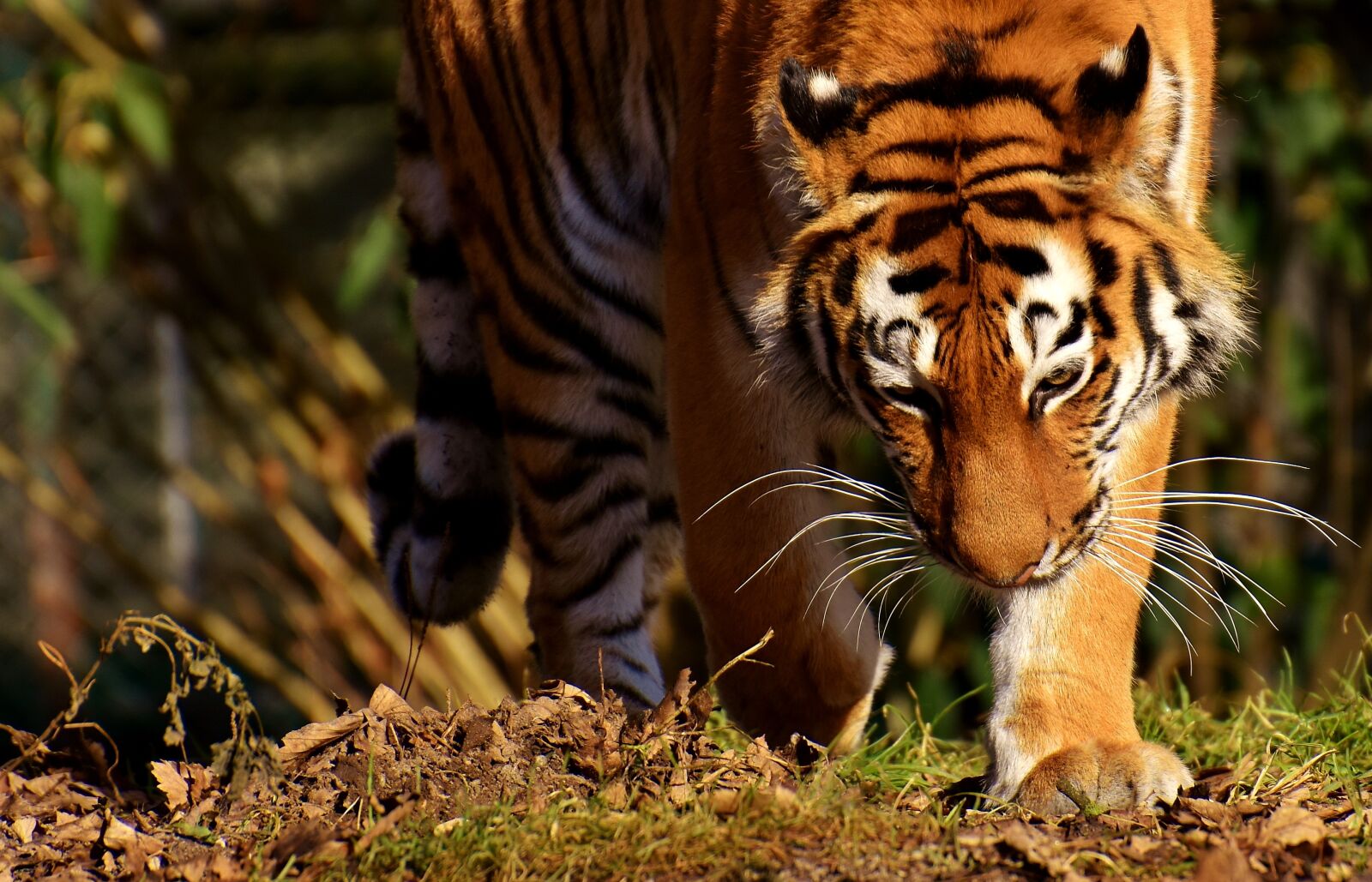 Nikon D7200 sample photo. Tiger, big cat, predator photography