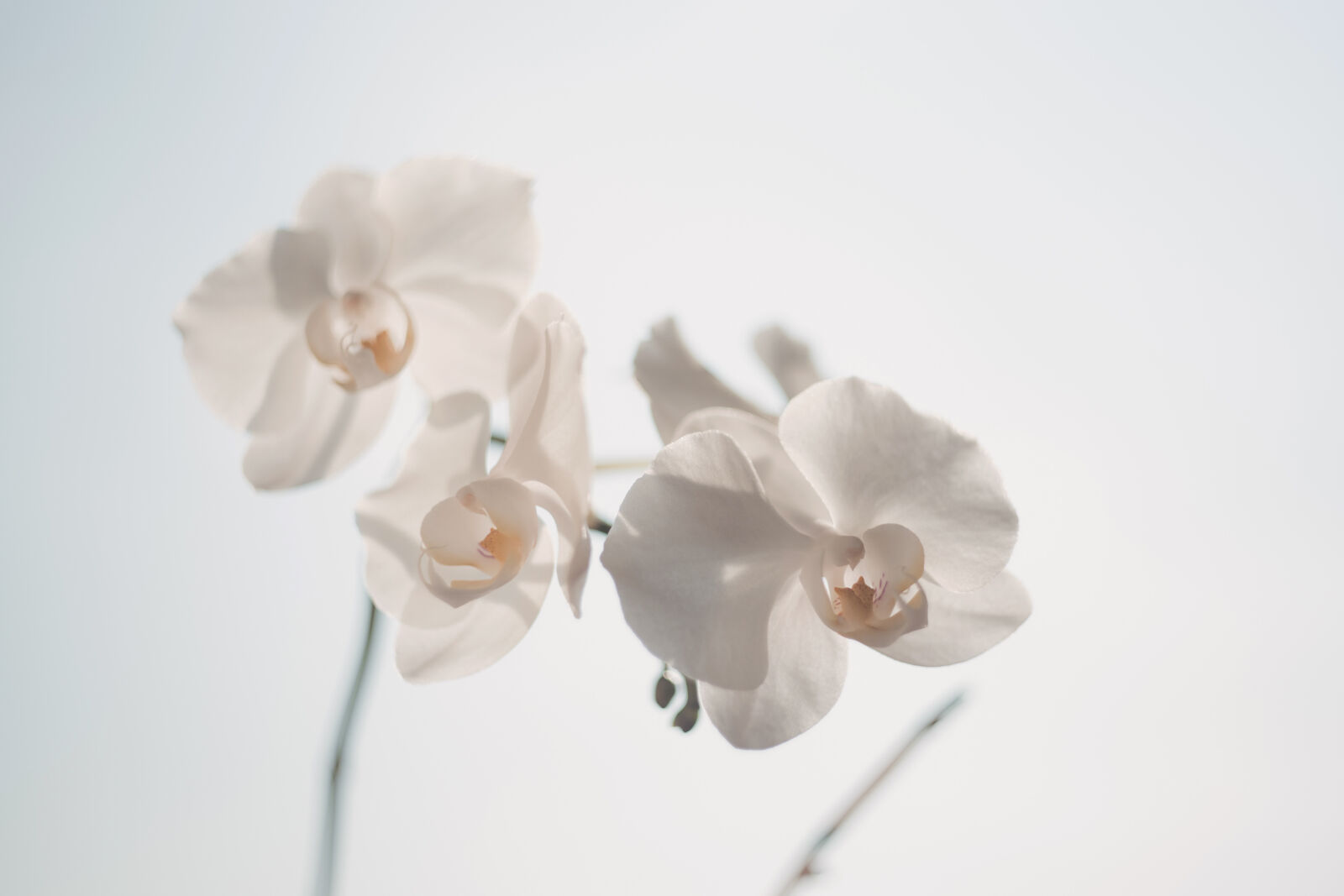 Canon EF 35-80mm f/4-5.6 sample photo. White, moth, orchid photography