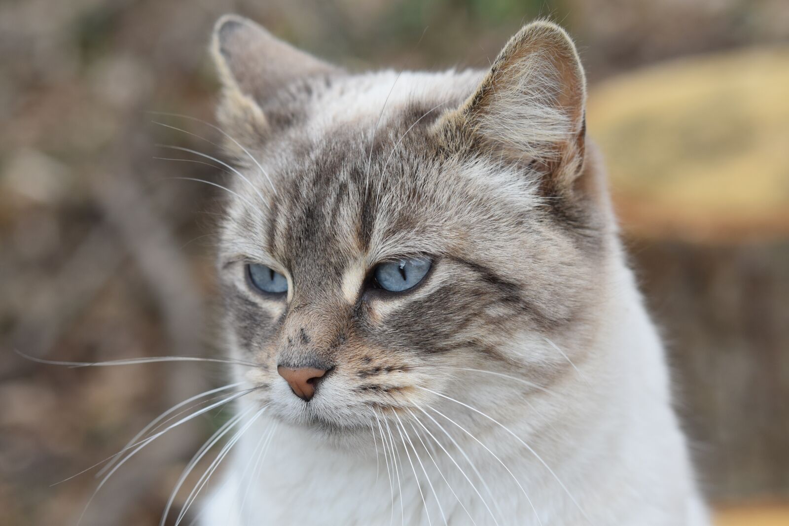 Nikon D5600 sample photo. Cat, portrait cat, cat photography