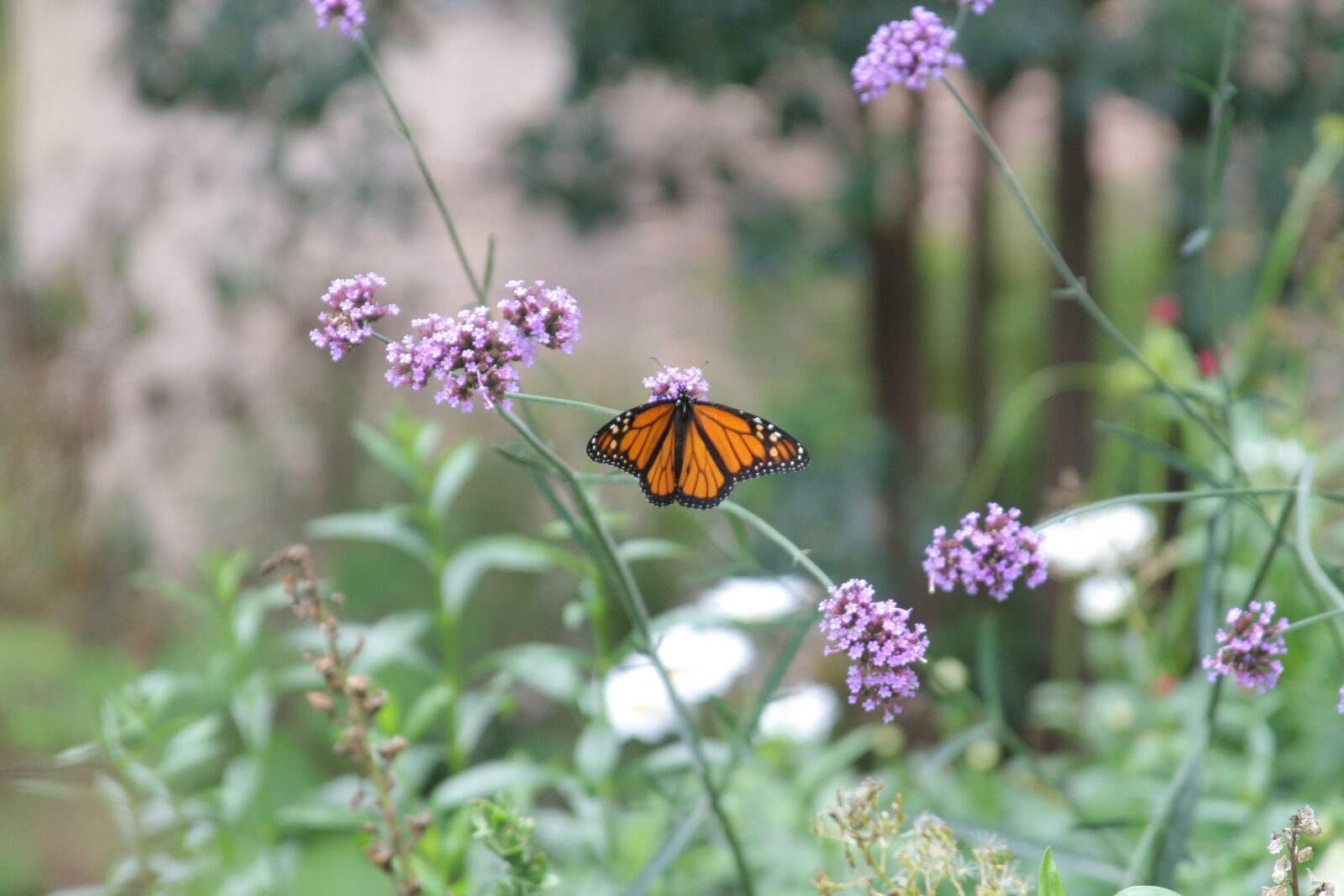 Canon EOS 30D sample photo. Nature, monarch, butterfly photography