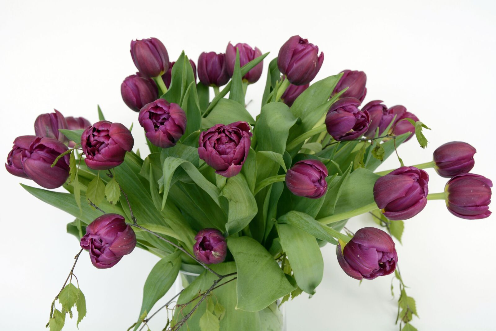 Nikon D7100 sample photo. Tulips, spring, violet photography