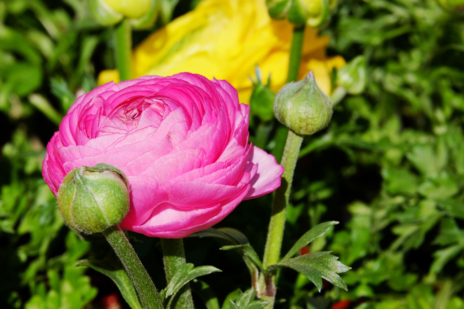 Fujifilm XF 55-200mm F3.5-4.8 R LM OIS sample photo. Ranunculus, flower, blossom photography