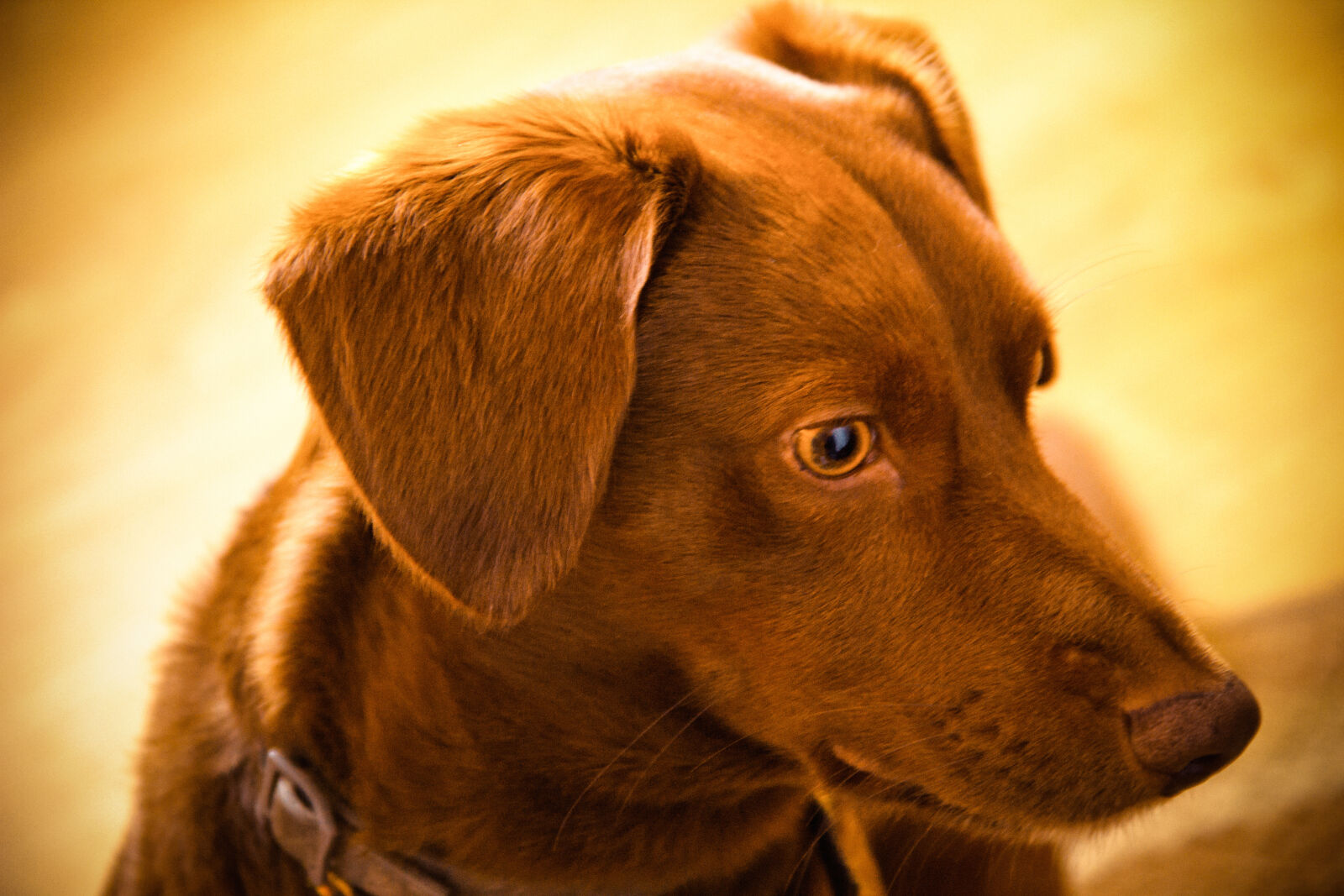 Canon EOS 600D (Rebel EOS T3i / EOS Kiss X5) sample photo. Animal, brown, dog, warm photography