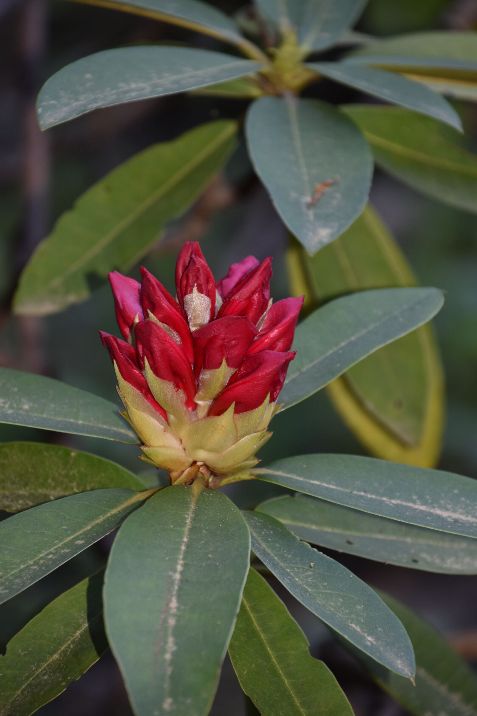 Nikon D5600 sample photo. Flower, red, nature photography