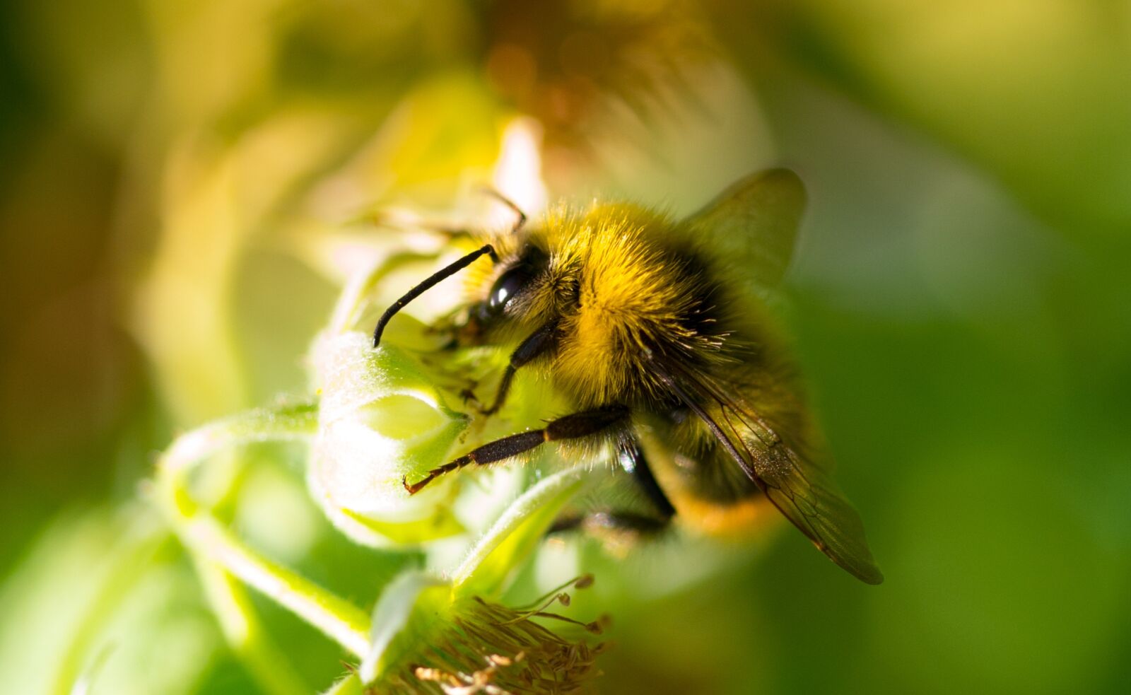 Nikon D610 sample photo. Bumblebee, garden, macro photography