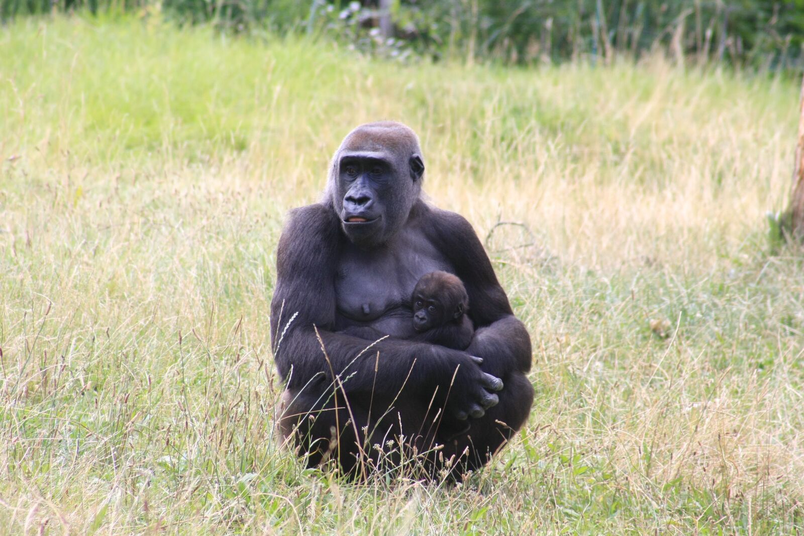 Canon EOS 40D sample photo. Zoo, monkey portrait, ape photography