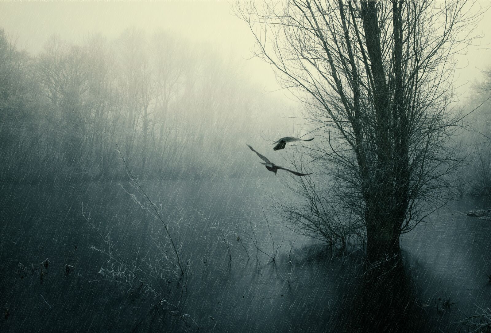 Nikon D610 sample photo. Rain, birds, water photography