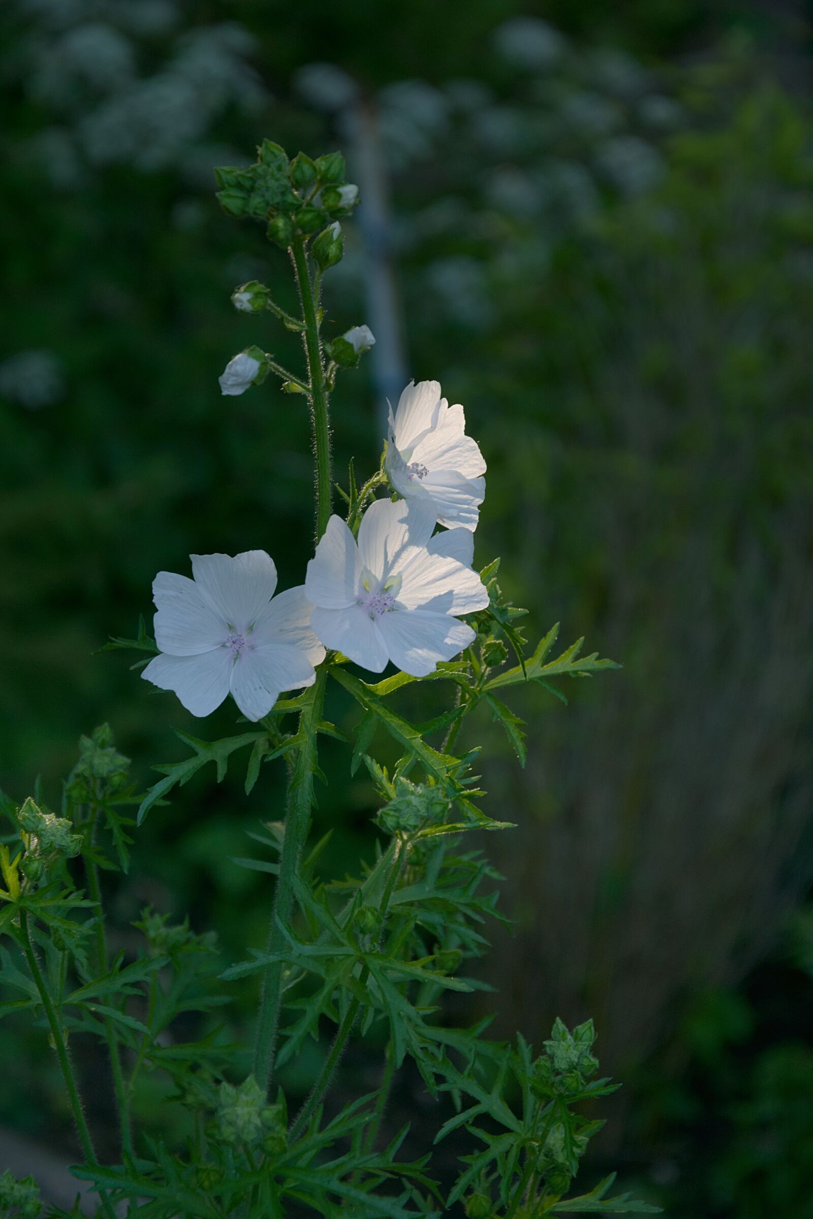 Nikon D3300 sample photo. Blossom, bloom, backlighting photography