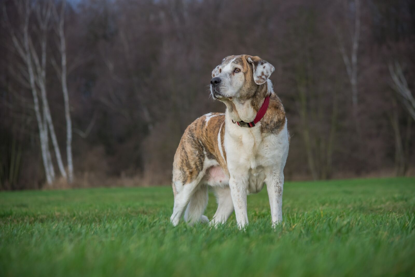 Nikon D7200 sample photo. Grass, animal, dog photography