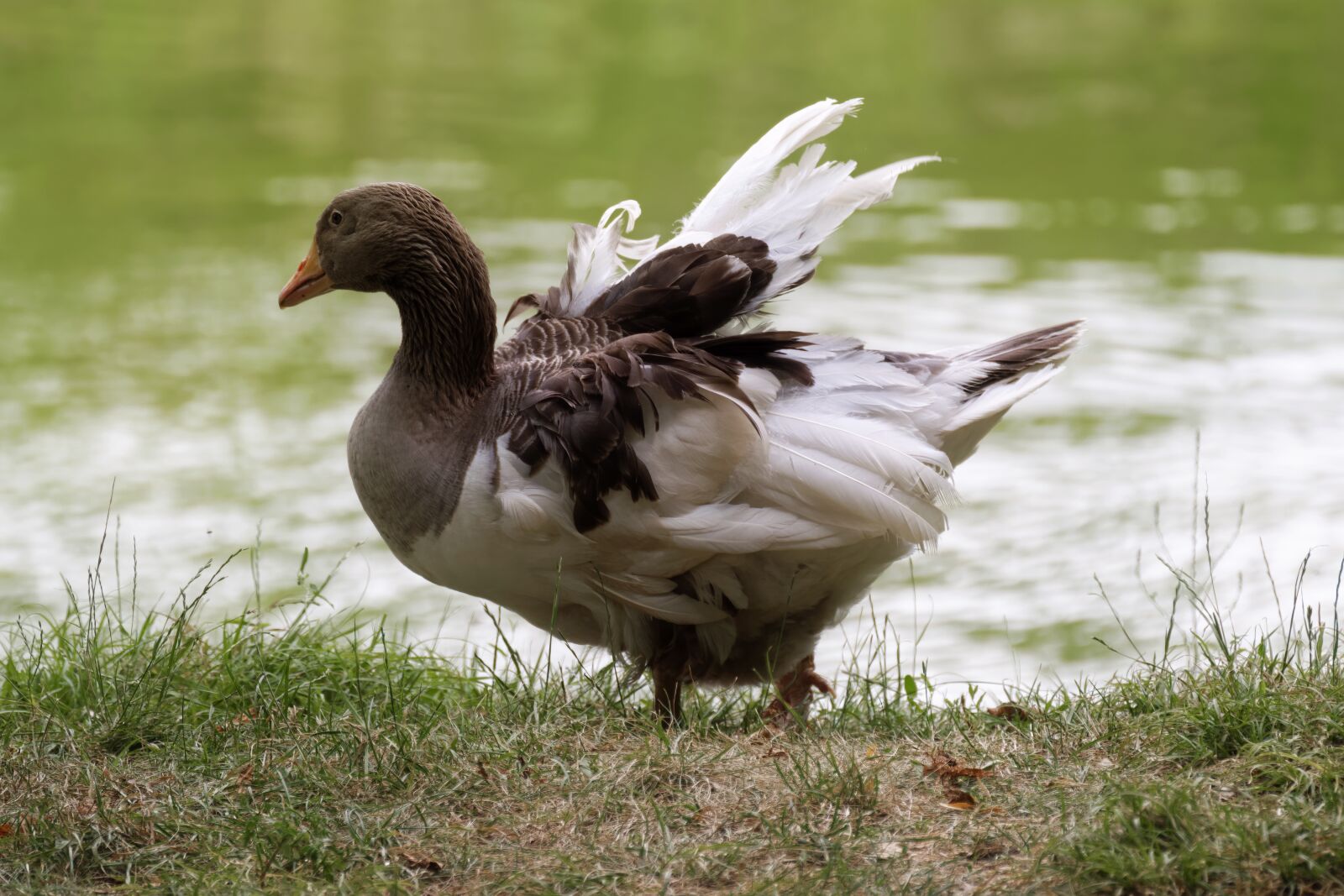Nikon D5300 sample photo. Goose, bird, plumage photography